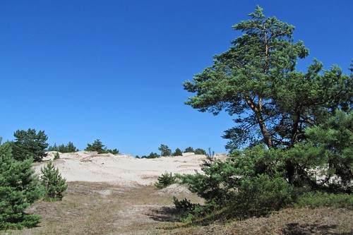 trees landscape nationalpark sand dunes poland unesco łeba słowińskiparknarodowy