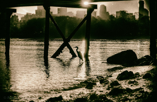 sun beach heron vancouver sunrise pier dock nikon bc britishcolumbia shore kits yvr westend d800 markdonovan milovosch kitspiont d5photocom d5photo