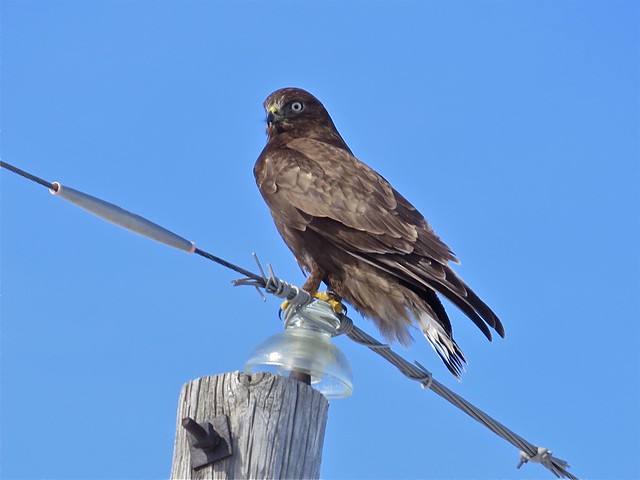 Dark Morph Rough-legged Hawk on Highway 29 South of Gridley in McLean County, IL 01