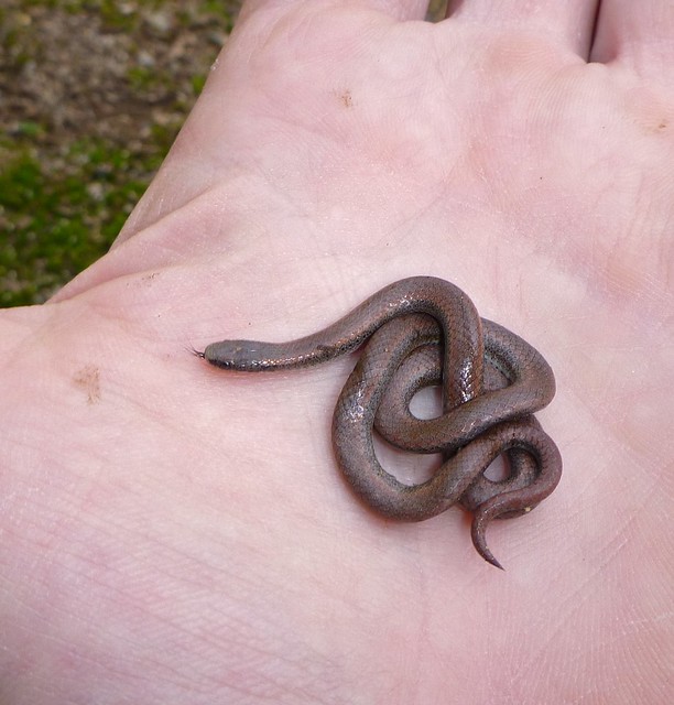 sharp-tail snake