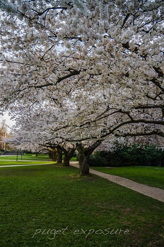 Univerity of Washington Cherry Blossoms 2014