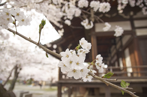 【写真】2014 桜 : 立本寺/2020-03-01/IMGP5758