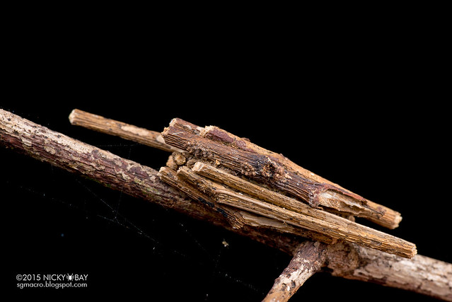 Bagworm moth larva (Eumeta sp.) - DSC_8355