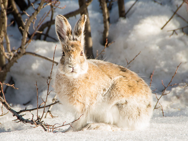 Rabbit in springtime, Innovation Place, Saskatoon