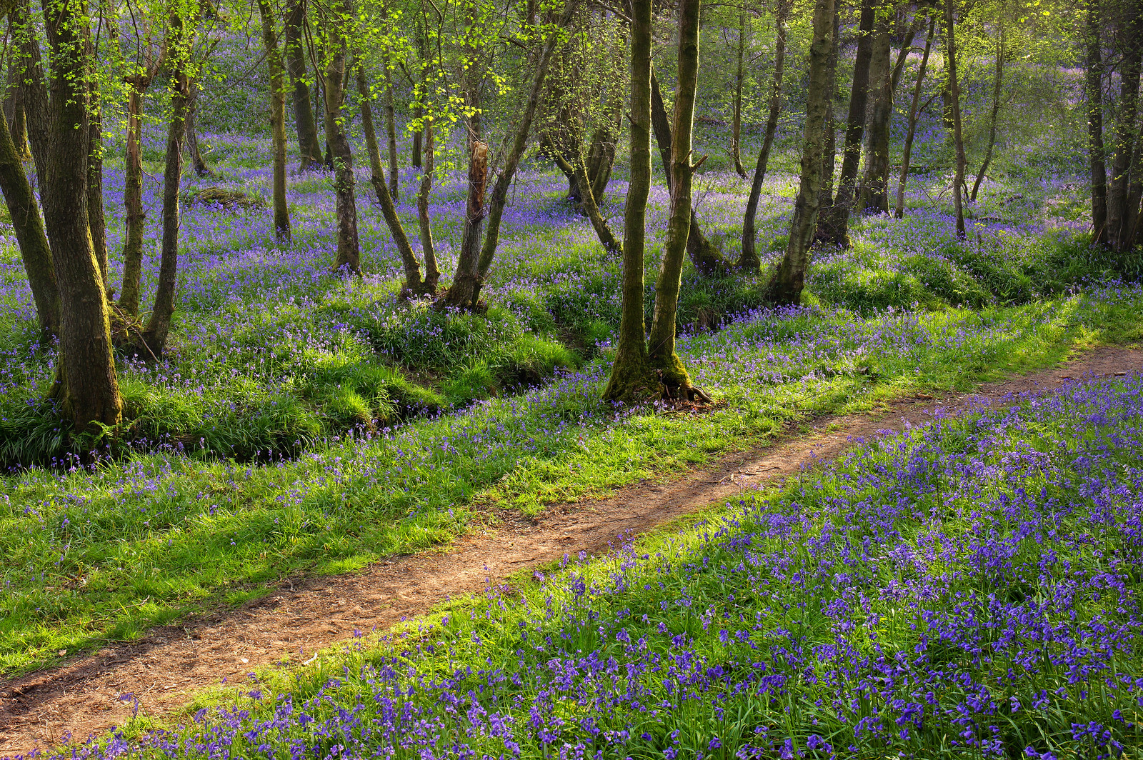 Bluebell Woodland, West Sussex