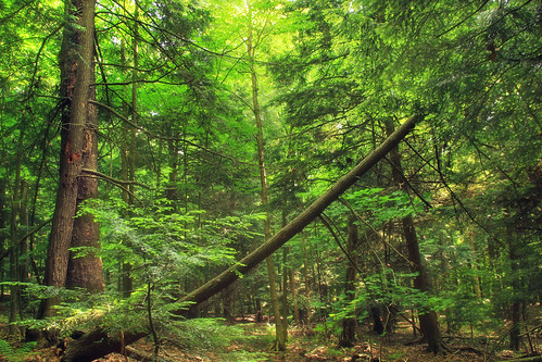 trees summer nature forest lowlight pennsylvania creativecommons coniferous undergrowth hemlocks crawfordcounty understory tsugacanadensis easternhemlocks erienationalwildliferefuge