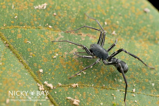 Ant-Like Sac Spider (Corinnomma sp.) - DSC_1661