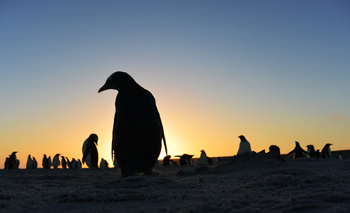 sunrise penguins falklandislands falklandislandsplaces