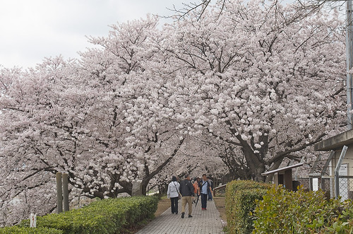 【写真】2014 桜 : 背割堤/2020-12-09/IMGP5762