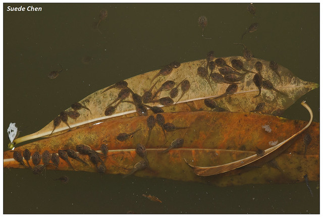 黑眶蟾蜍 Duttaphrynus melanosticus (Schneider, 1799)