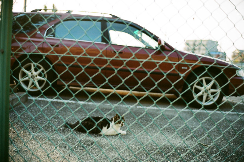 cat and parking