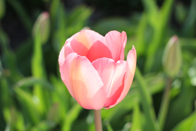 tulip by replicate then deviate