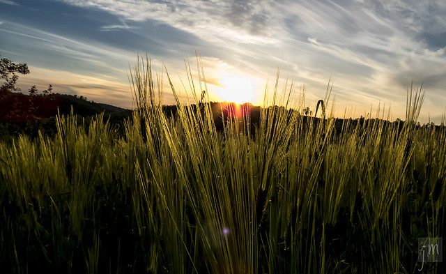 Crops at sunset