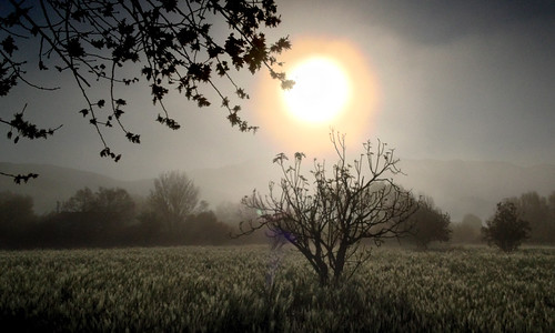 morning sun tree misty sunrise dawn foggy pomegrante challengeyouwinner cyunanimous