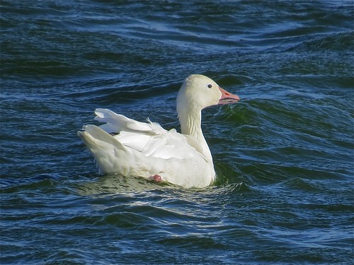 Snow Goose at El Paso Sewage Treatment Center in Woodford County, IL