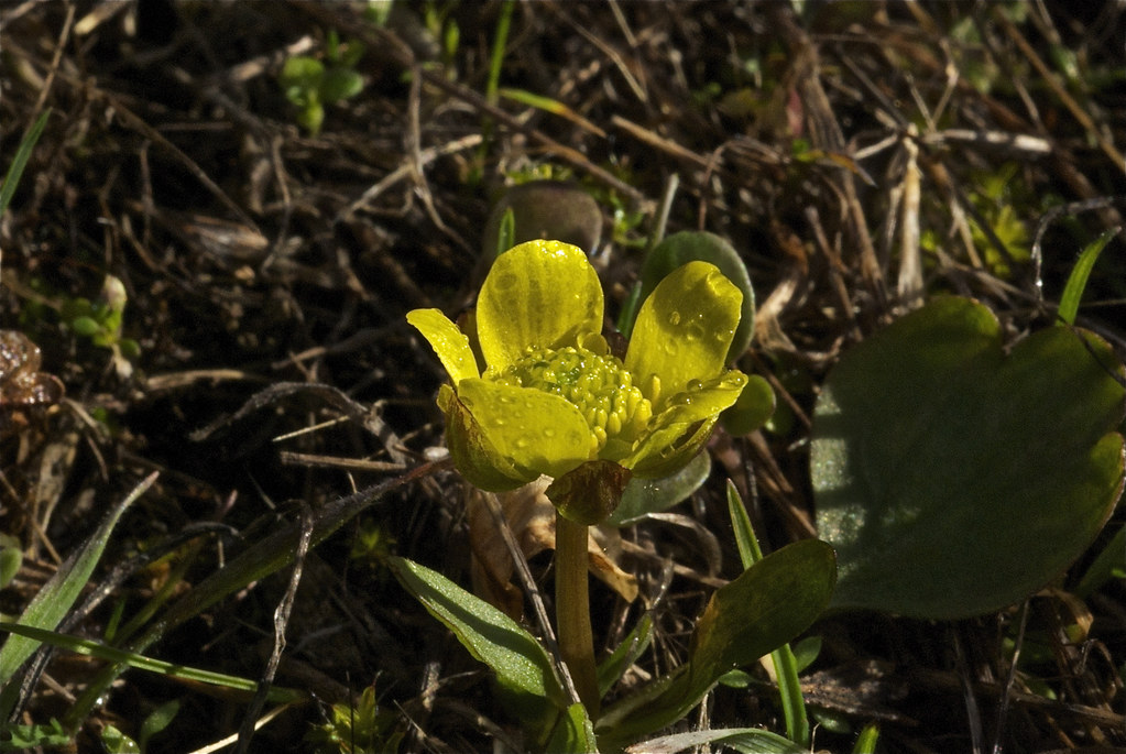 Sagebrush buttercup ~ Ranunculus glaberrimus