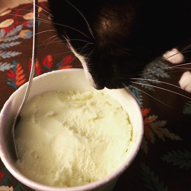 Mint chip ice cream #cats #tuxedocats #inspectornumber9 #icecream #food #snacks #halotop #itsnotgreen