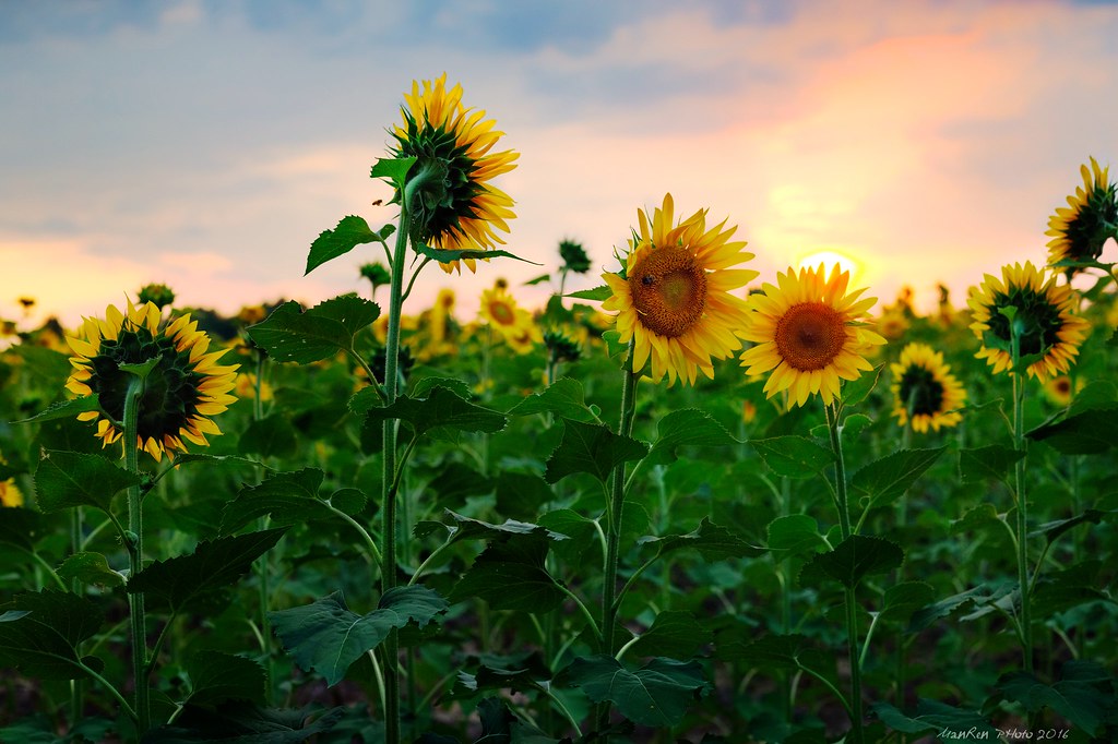 sunset_sunflower2