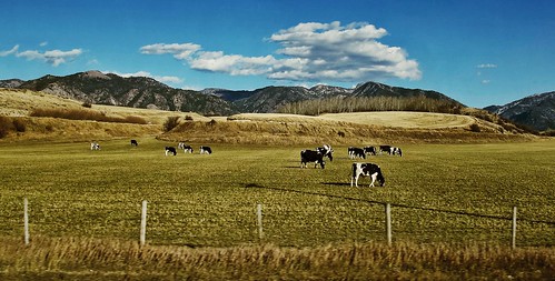 travel autumn usa mountains field canon fence river cows salt wyoming range shootin g11 hff thayne snapseed