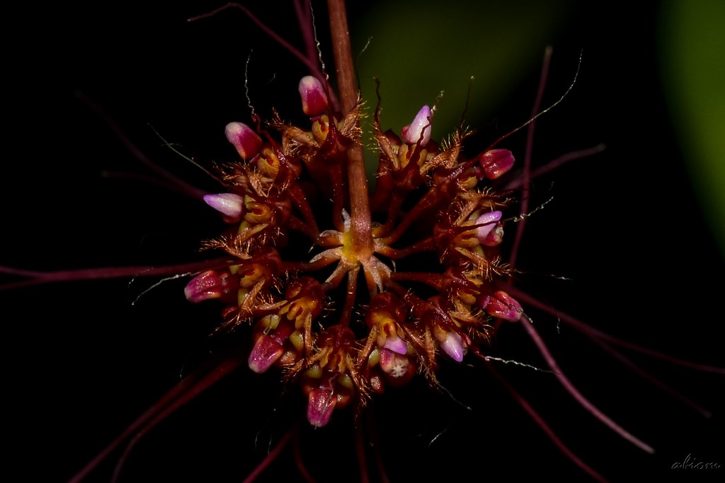 Bulbophyllum gracillimum