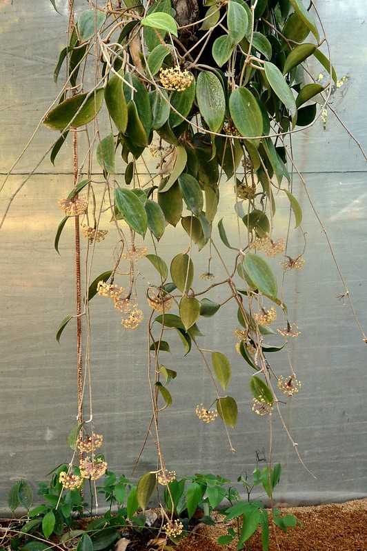 Starry Hoya Multuflora