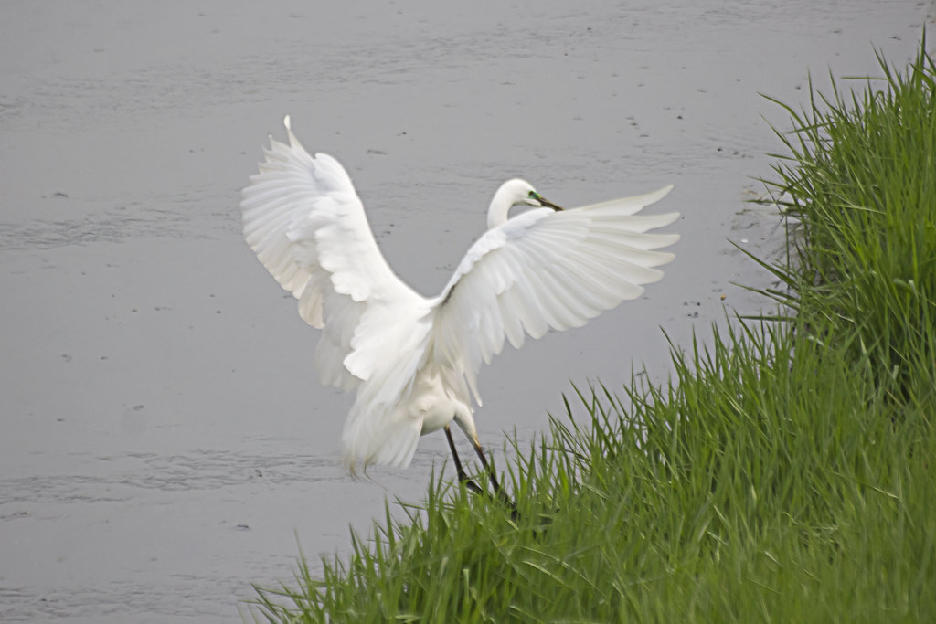 Snowy Egret Landing