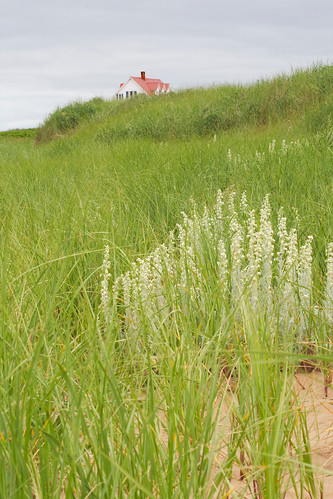 canada beach canon dunes princeedwardisland pei maritimes atlanticcanada artemisia ammophila xti canonxti