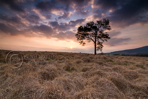 blue sunset red sky cloud sun tree grass clouds sunrise canon river star angle wide wideangle tokina liffey lee plantation 7d nd grad lonelytree coronation cowicklow 3stop 1stop 10stop 2stop leefilter leefilters canoneos7d canon7d tokina1116mmf28 09hardgrad 06softgrad 09softgrad leebigstopper lee10stopfilter 03softgrad kippureestate tokina1116mmf28dxii 06softgradnd orangetokina1116mm