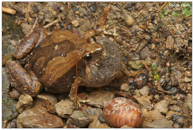 小雨蛙 Microhyla fissipes Boulenger, 1884