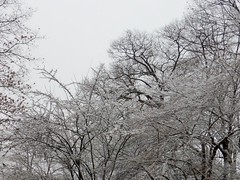 Snow on trees