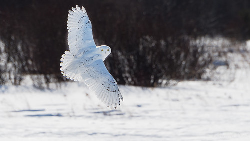 bird unitedstates michigan owl trips pickford snowyowlbuboscandiacus upwinter2015
