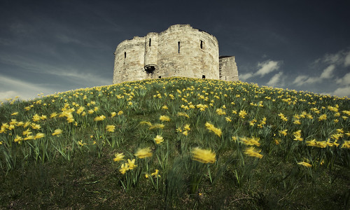 york uk flowers blue sky david tower castle english heritage history nature grass yellow star march spring movement ruins angle wind theatre yorkshire low hill north wide royal windy tourist norman filter bailey daffodills keep mound month showcase pilot attraction daffodill cliffords englishheritage polarizing motte sigma1020 festooned slung explored ytr bloodandchocolate bcbar cliffordstoweryork bloodchocolate exytr