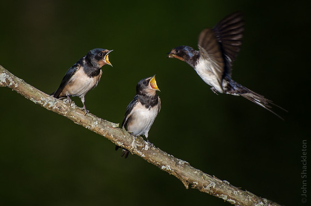 Young Swallows Feeding II