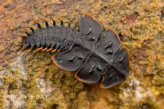 Trilobite beetle larva (Platerodrilus sp.) - DSC_4215