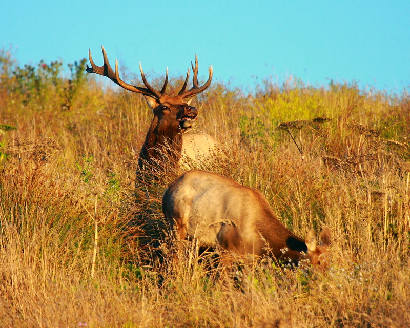 IMG_5122 Tule Elk, Point Reyes National Seashore