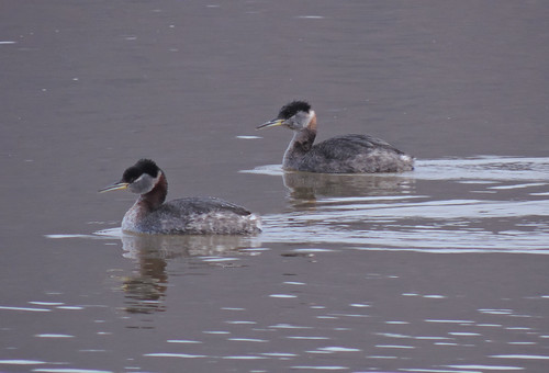 Red-necked Grebes