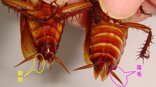 美洲蟑螂性別辨識（左：雄蟲具尾毛及腹刺；右：雌蟲僅尾毛）（圖片攝影：吳尹文）