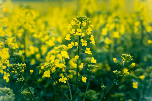 color colour nature yellow österreich spring natur gelb raps niederösterreich frühling kirchbergamwagram ottenthal exportbipa