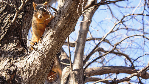 squirrel wildlife fox kansas