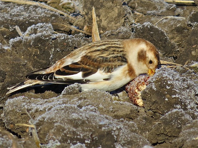 Snow Buntings at the Gridley Wastewater Treatment Ponds in McLean County, IL 57