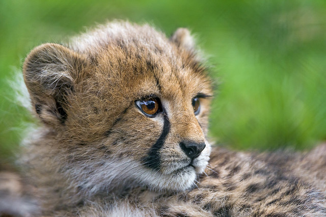 Closeup of a lying cheetah