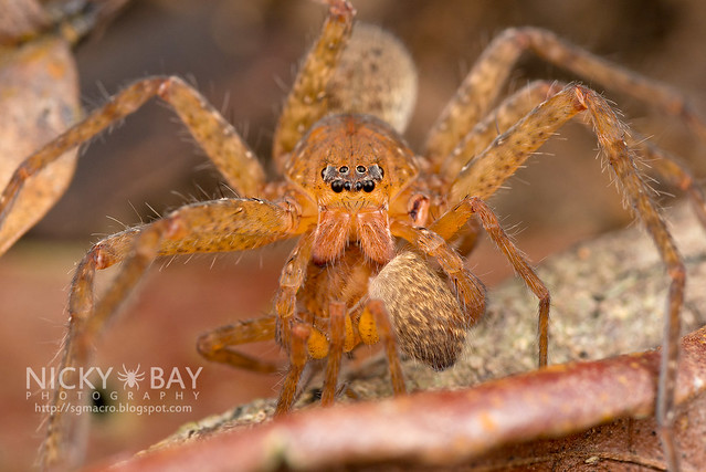 Huntsman Spider (Sparassidae) - DSC_7495