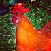 Morning Call #animals #chicken #allshots_ #bnw_globe #colorsplash_bu #euro_shots #gf_daily #gf_family #goodmorning #ig_china #ig_photoflair #instanusantarabandung #ig_global #ig_europe #ig_hdr #ig_india #igersmalaysia #ig_japanese #ig_deutschland #ig_frie