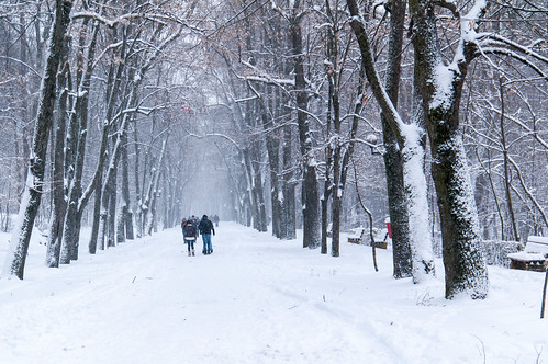 winter forest romania pitesti iarna zapada padure trivale argeș pitești