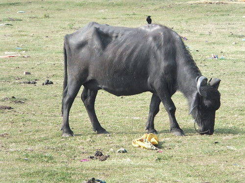india nature asia cattle environment madurai grazing tamilnadu rivervaigai