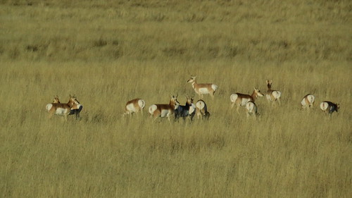 montana antelope grassland herd pronghornantelope alzadamontana montaba powderrivermontana alzadamt