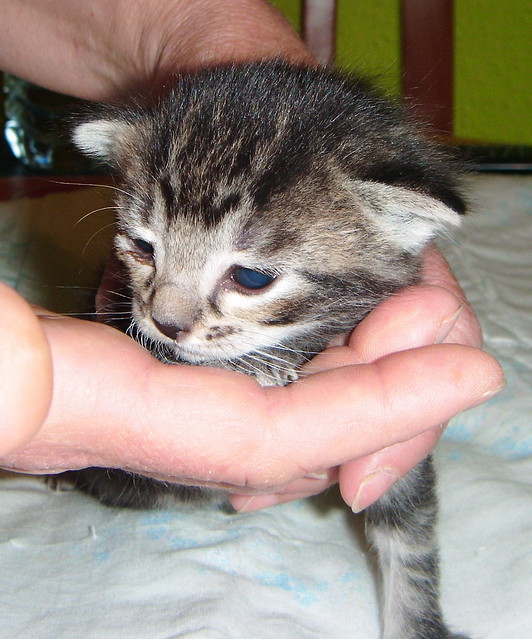 Grissom, gatito atigrado pardo tabby nacido en Marzo´14 en adopción. Valencia. ADOPTADO. 13390090015_6df2086f7a_z