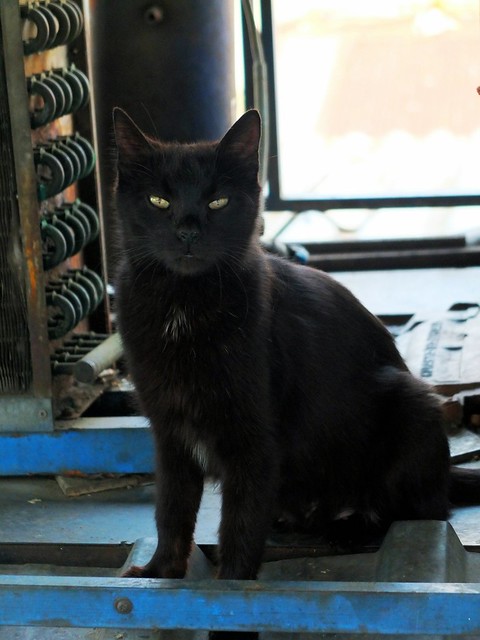 Istanbul Cat