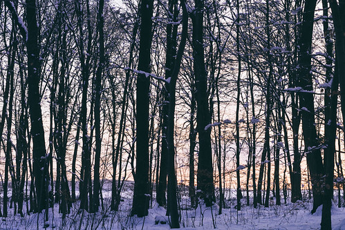 schnee winter sunset snow tree deutschland sonnenuntergang baum saarland mettlach