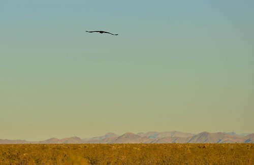 california usa southwest birds animals landscape goldeneagle mojavedesert goffs mojavenationalpreserve
